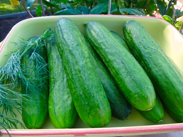 Keiki Cukes