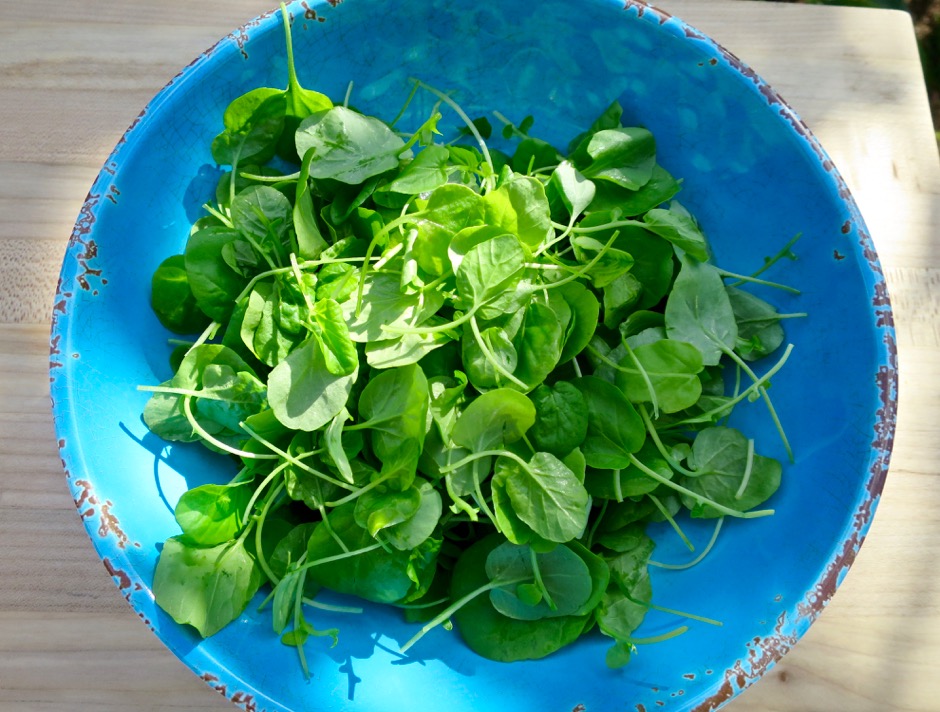 Hydroponic Watercress 