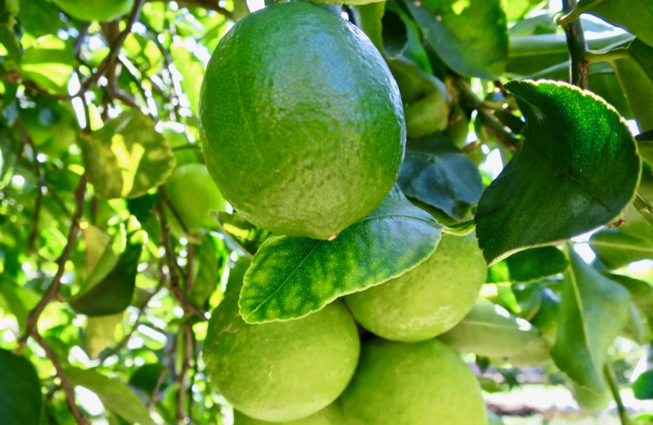 Limes from the garden