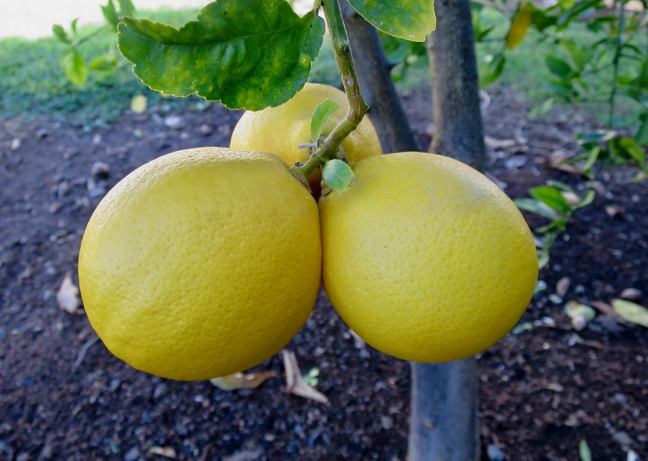 Lemons from the garden