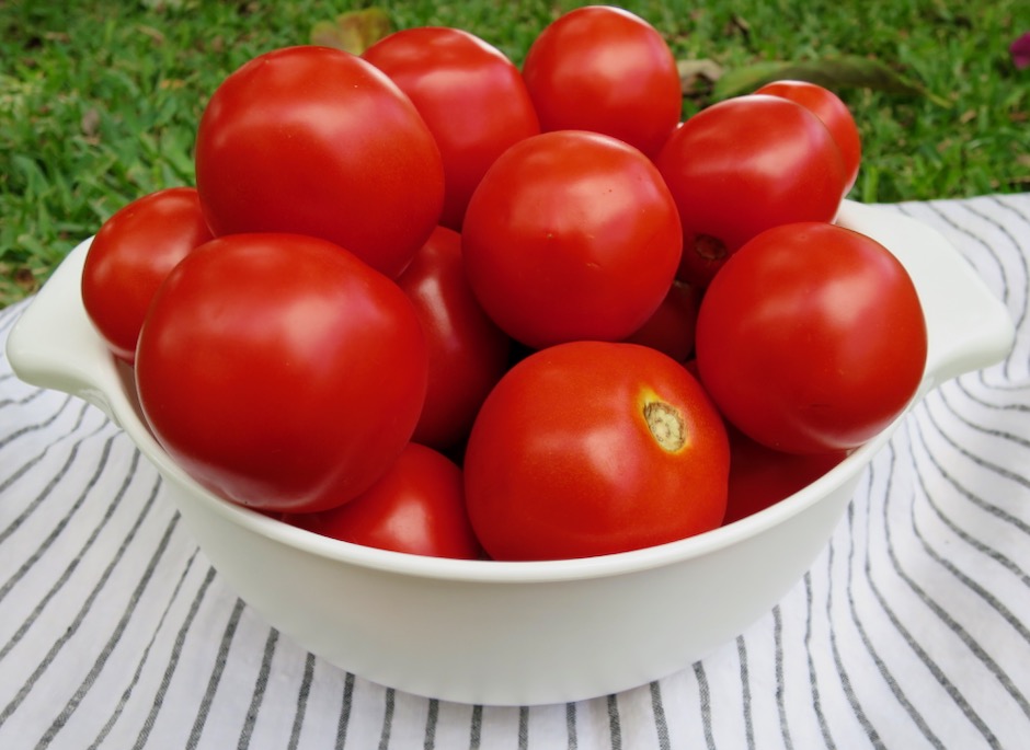 Early Girl Tomatoes