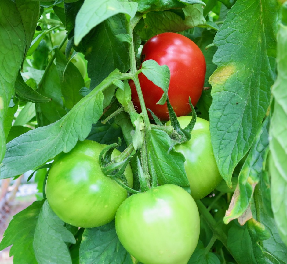 Pomidory Katana Beefsteak w ogrodzie