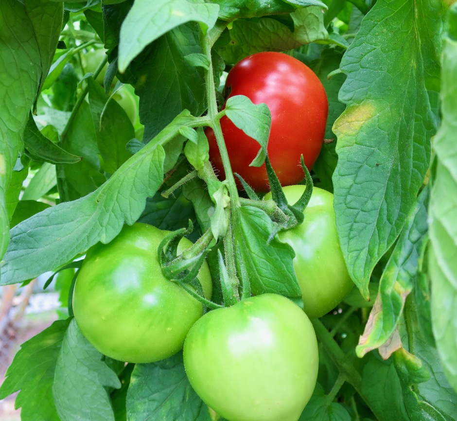 Katana Beefsteak paradicsom a kertben