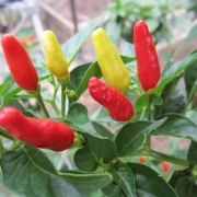 These Peppers are Hot!